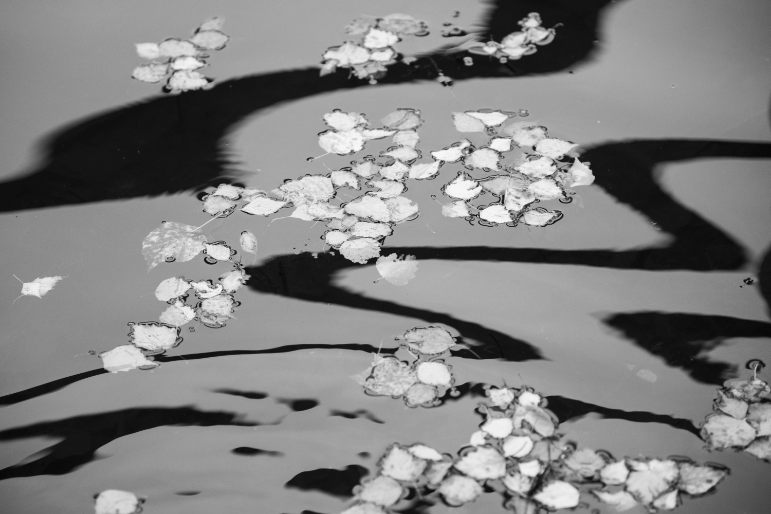 Vague noir et blanc