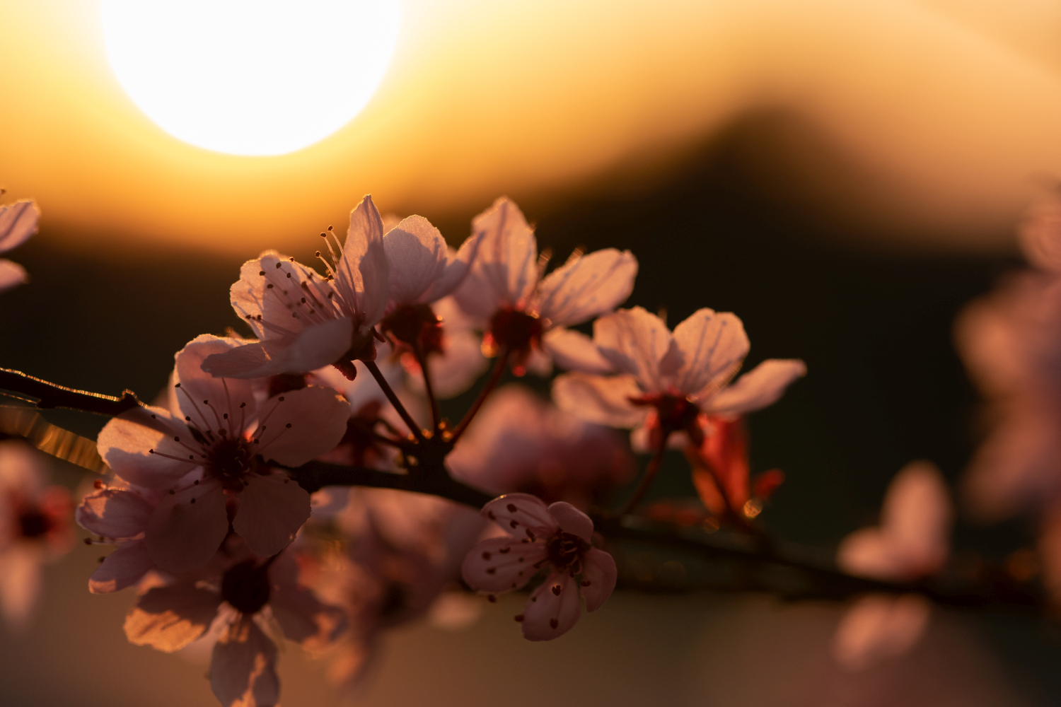 image Flower